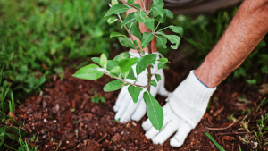 hands holding a plant