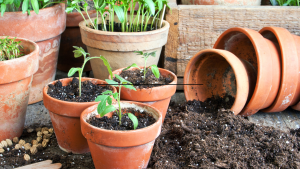 pots with plants